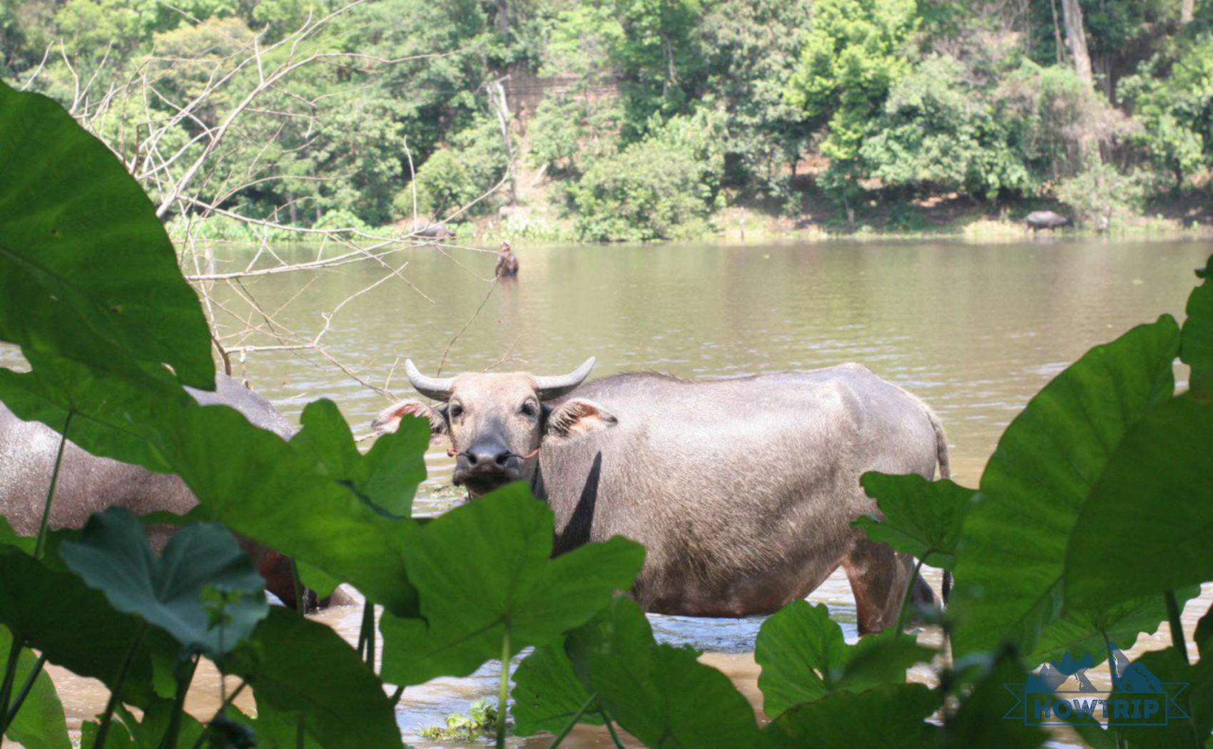 Животные и природа в Камбодже