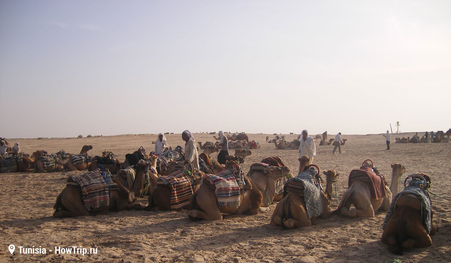 Катание на верблюдах в Тунисе