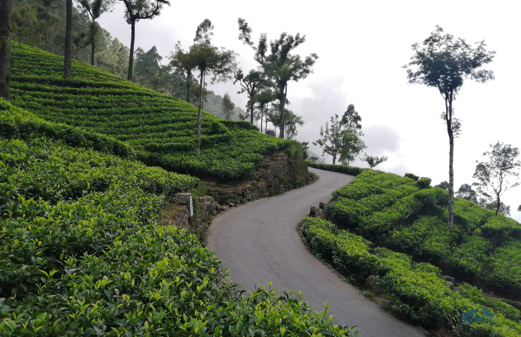 Чайные плантации Шри Ланка