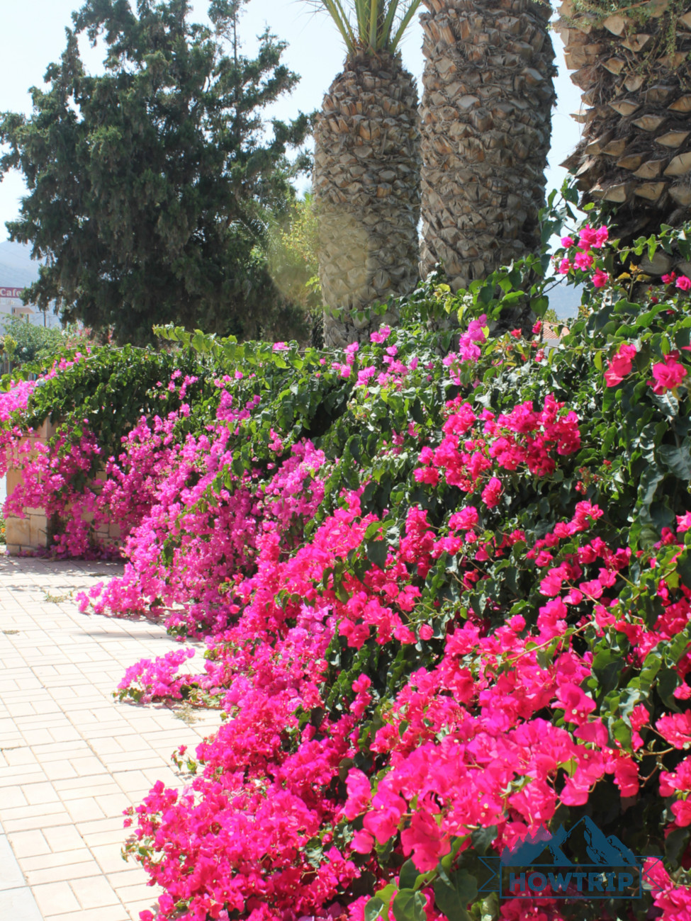 Цветущие деревья Крит