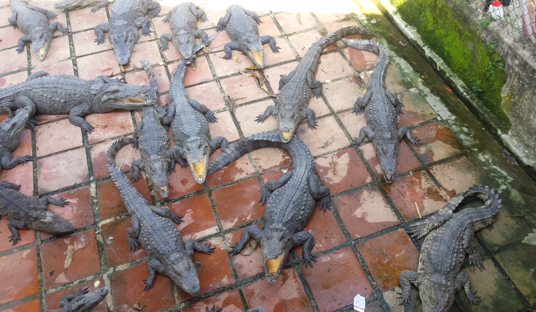 Крокодилы во Вьетнаме
