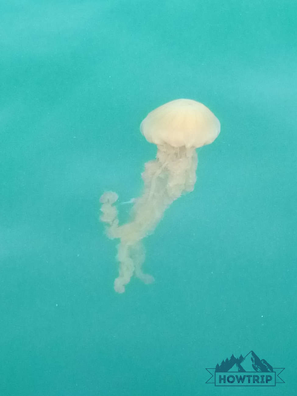 Медузы на Гоа