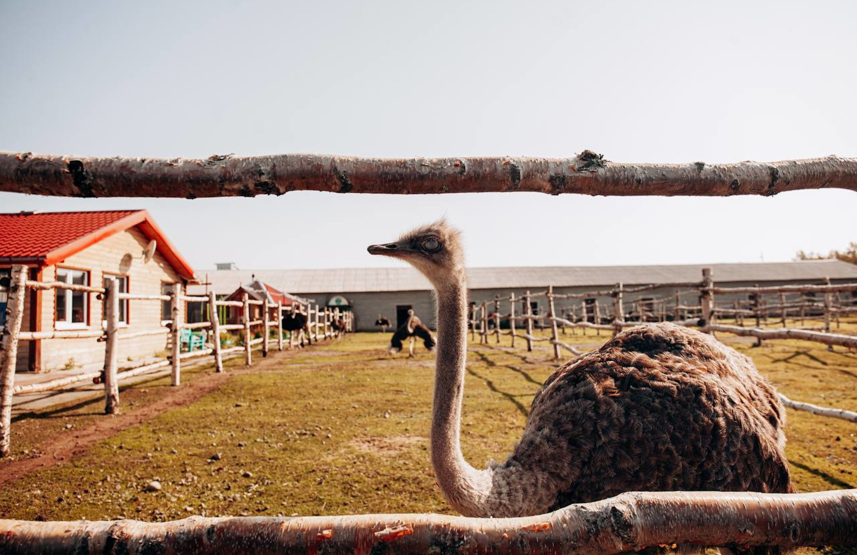 Страусиная ферма Мурманск Страусиная ферма Мурманск