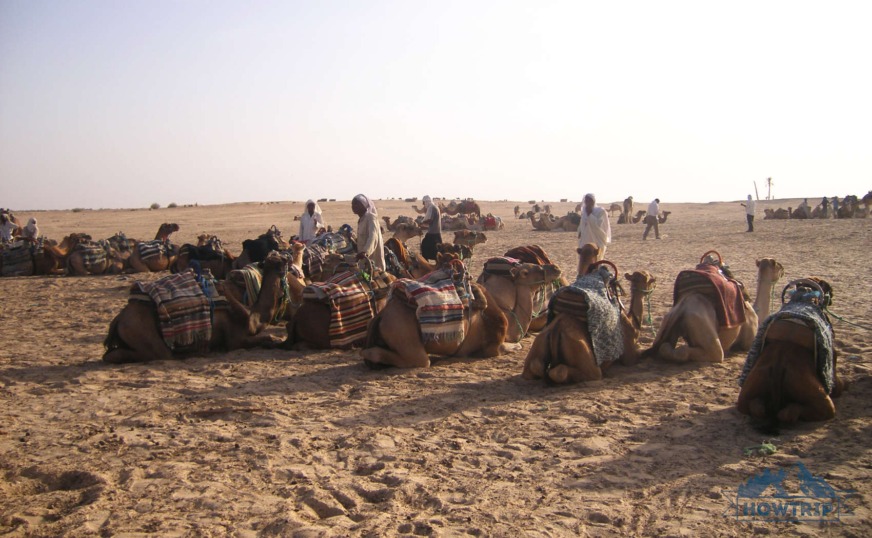 Тунис экскурсия на верблюдах