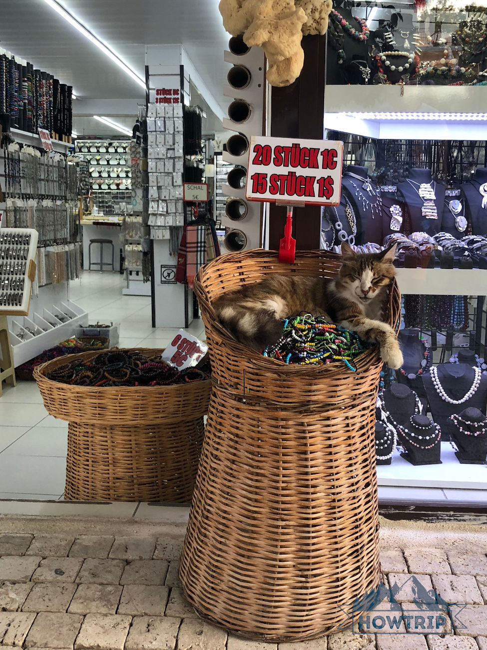 Турецкий кот