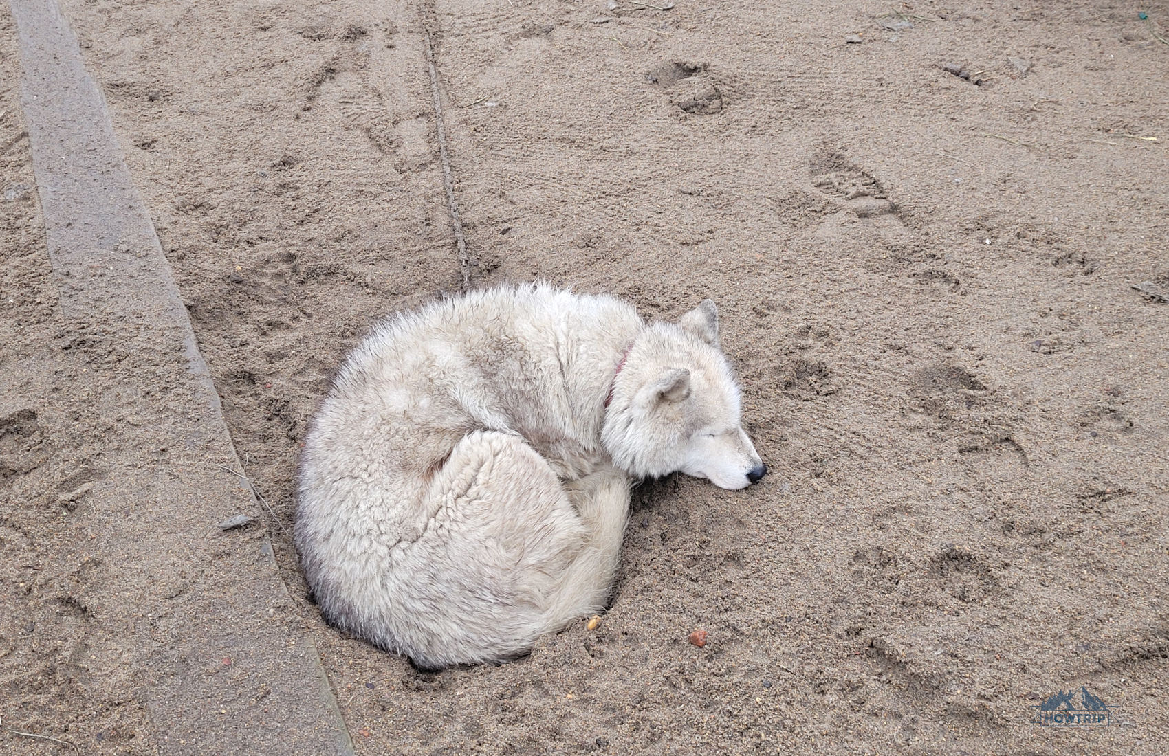 В Териберку с хаски
