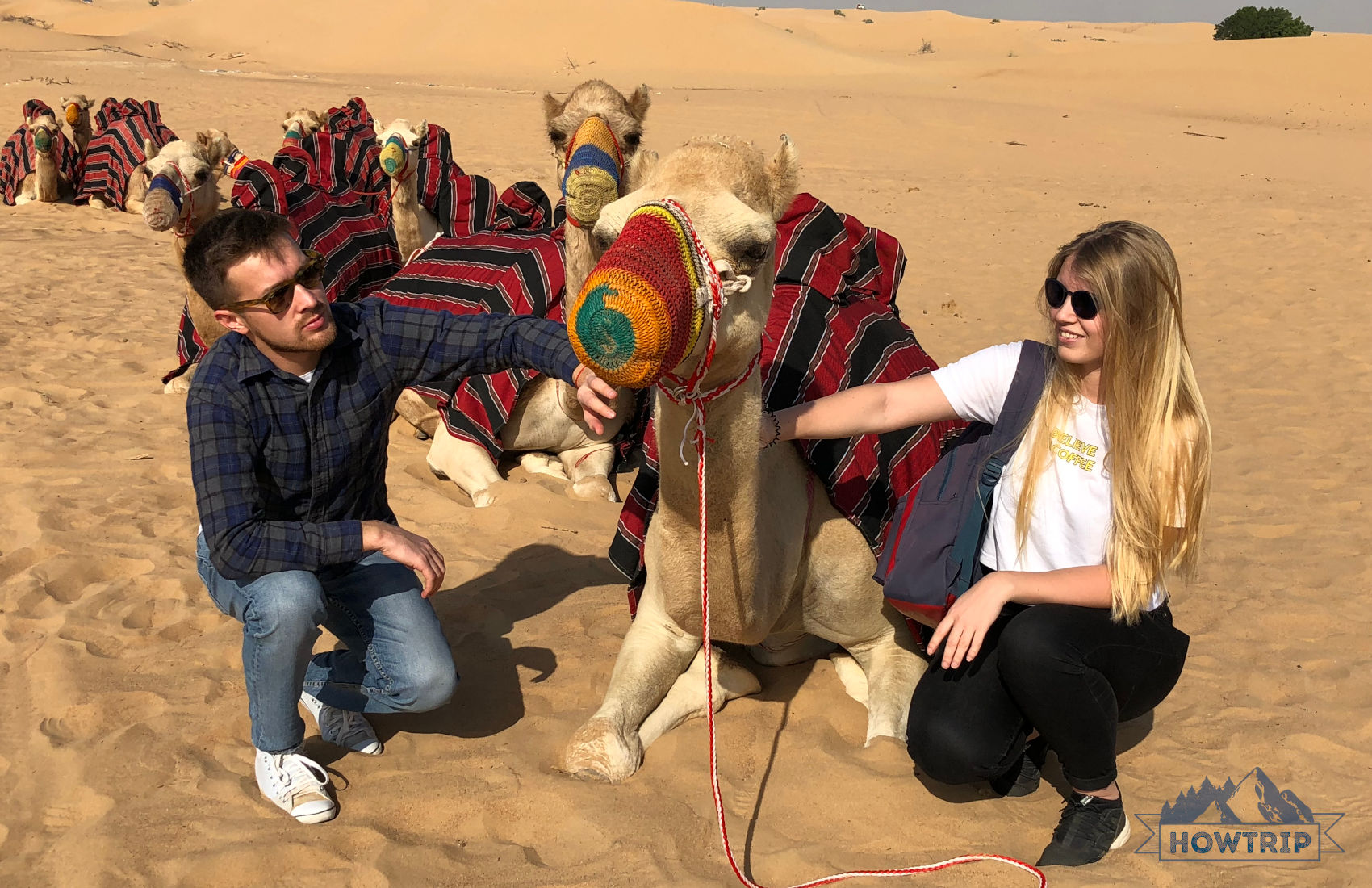 Верблюды Дубаи
