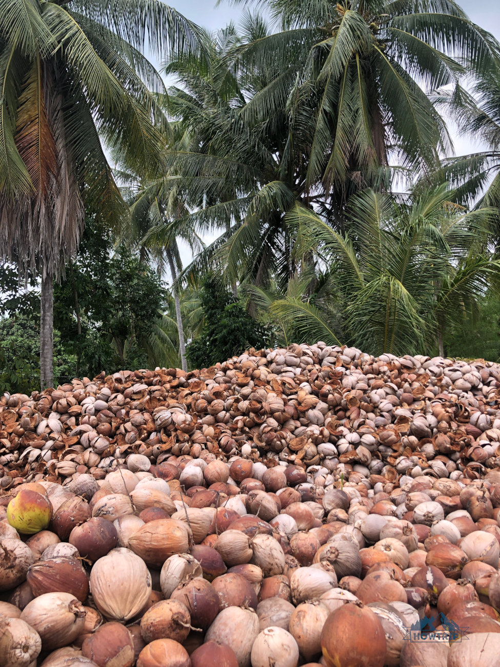 кокосы на Пхангане