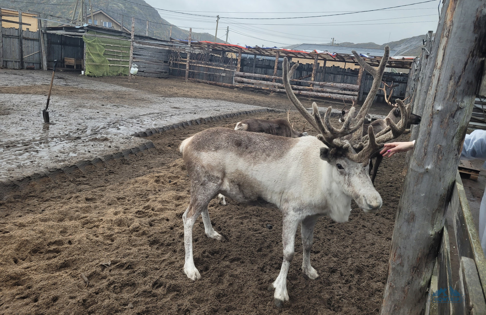 олени в Териберке