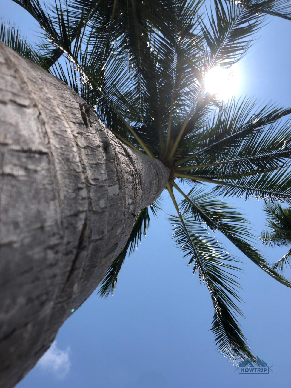 пальма на острове