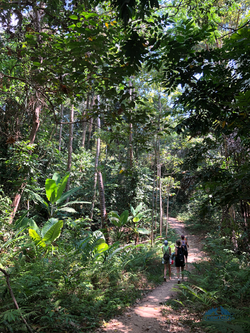 в джунглях на Пхангане