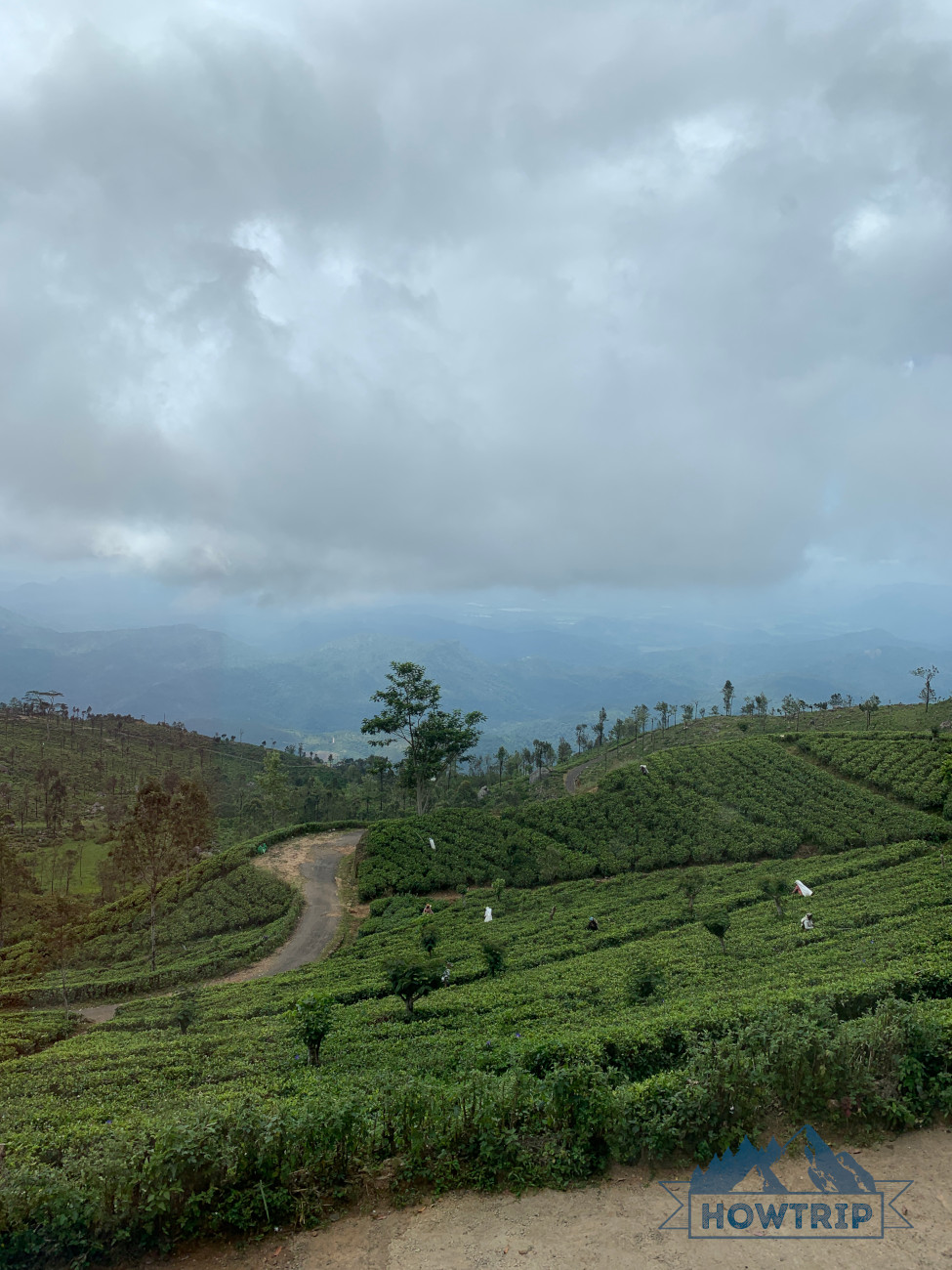 Чайная плантация Шри-Ланка