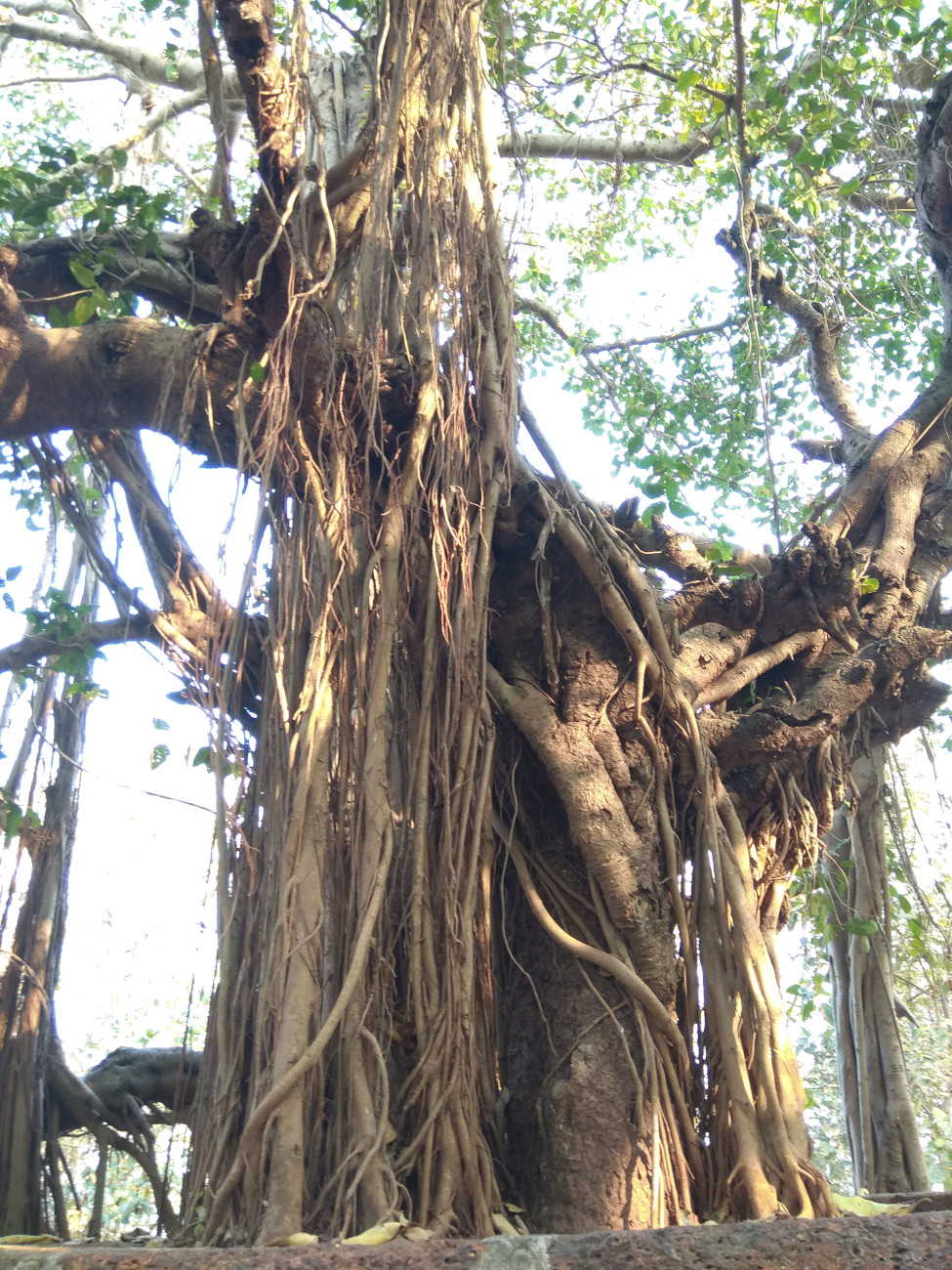 Дерево Баньян (Гоа)