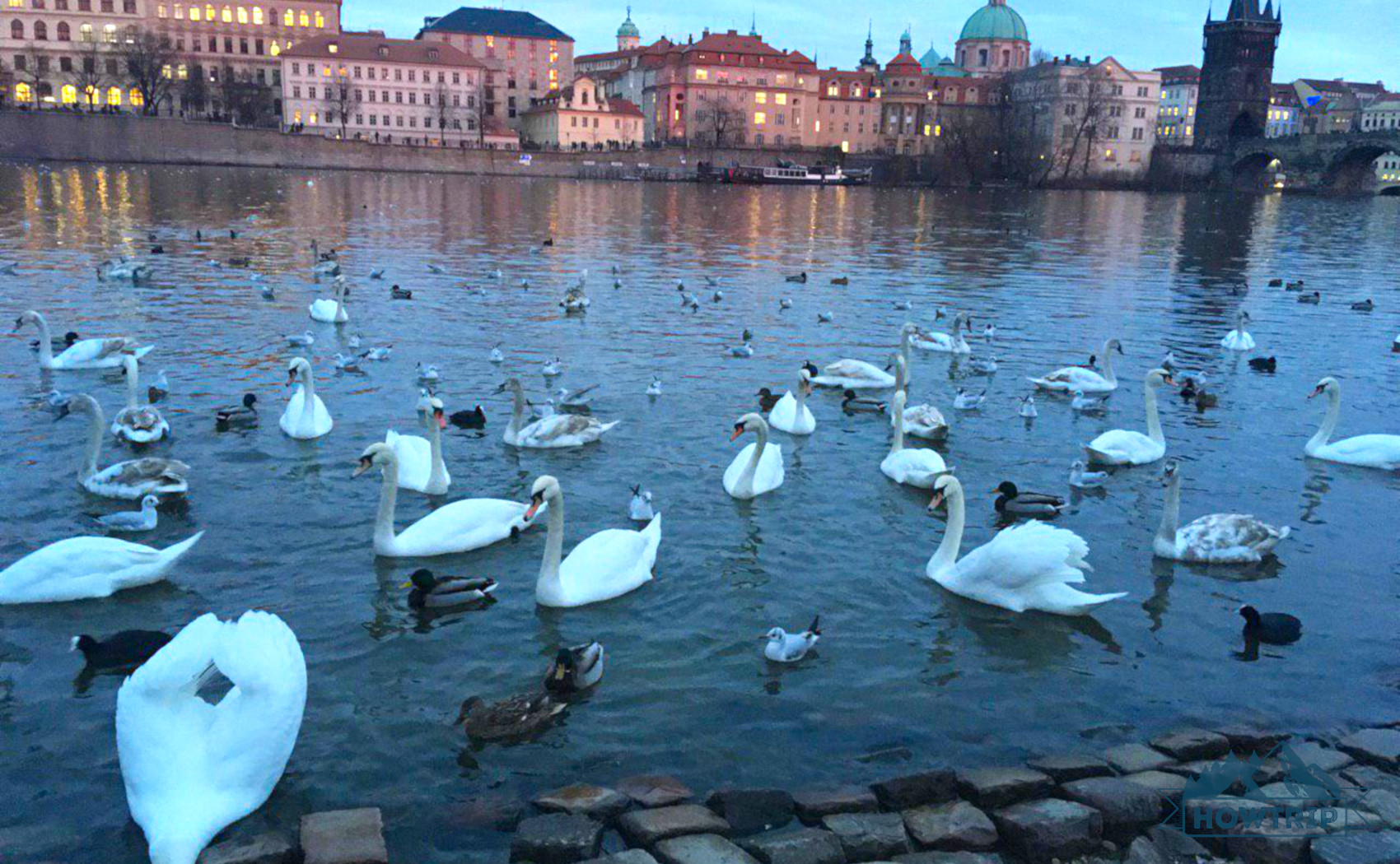 Лебеди в Праге