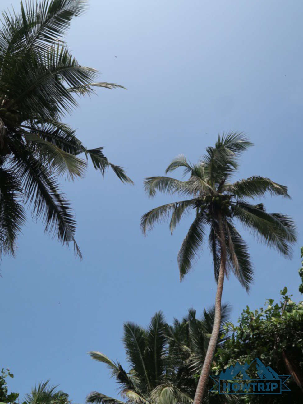 Пальмы на Шри-Ланке