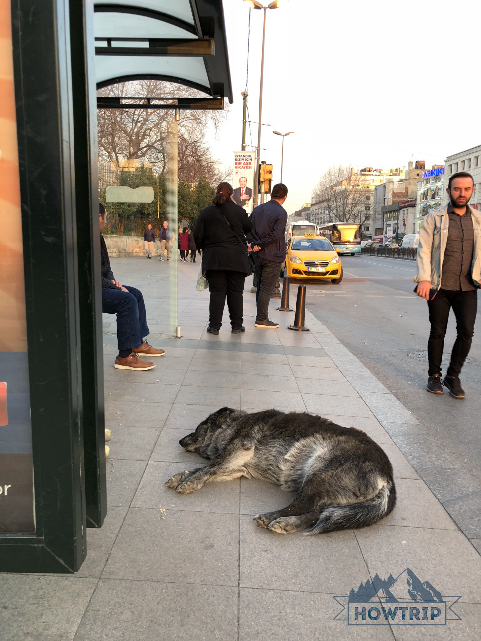 Собаки в Турции