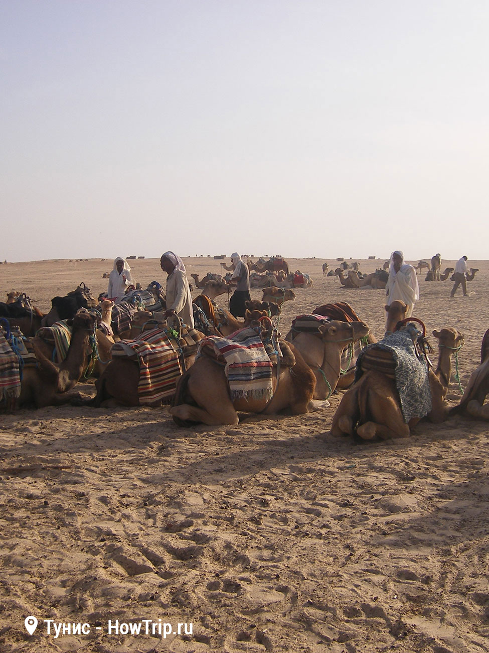 Тунис экскурсия на верблюдах