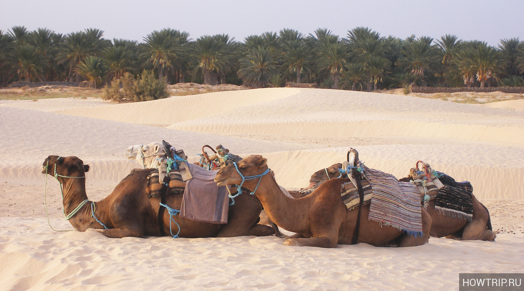 Экскурсии на верблюдах по Сахаре