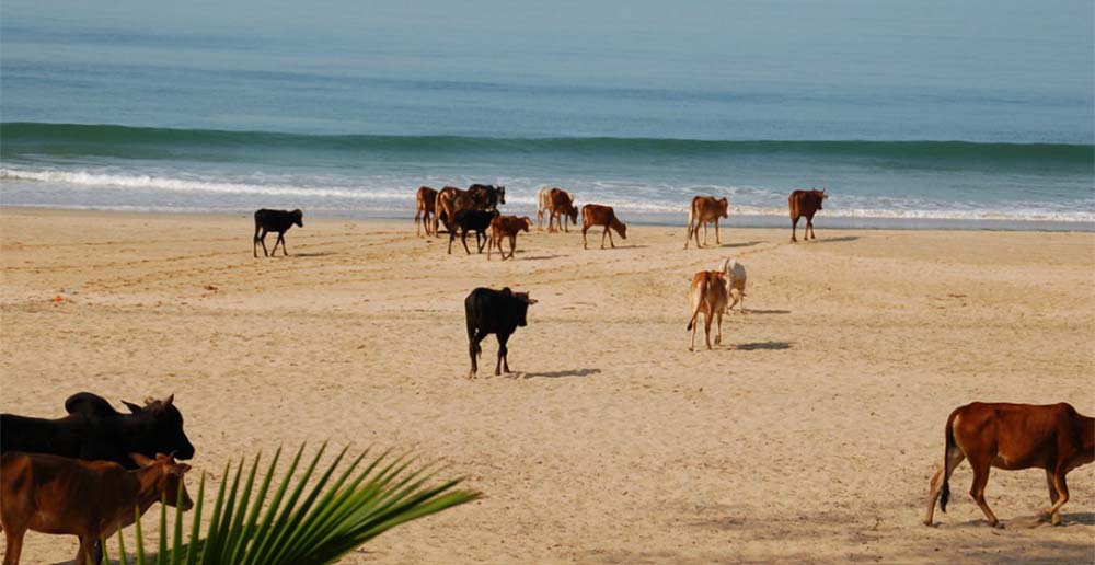 Коровы на пляже - Гоа, Индия
