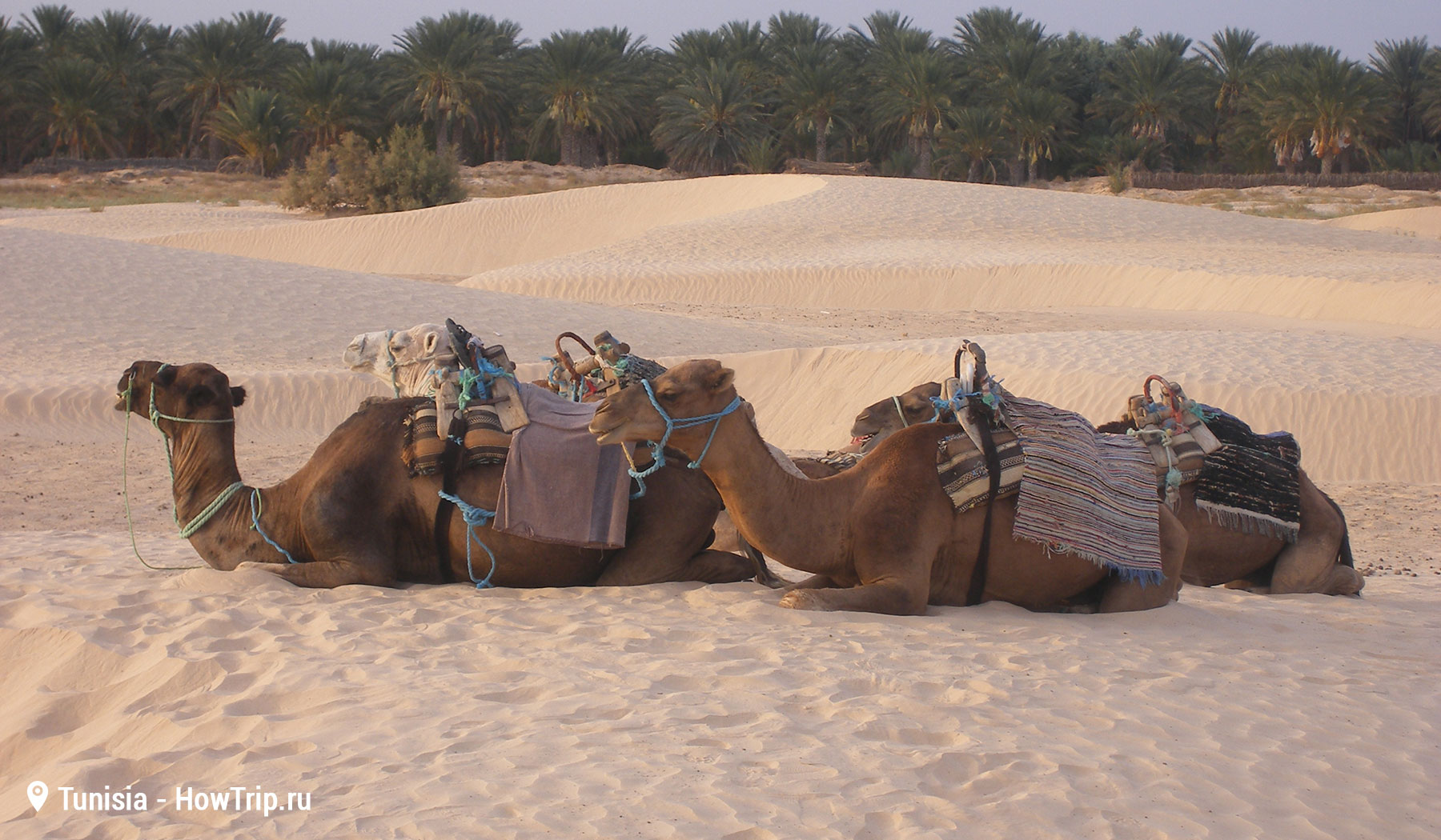 Верблюды в Тунисе