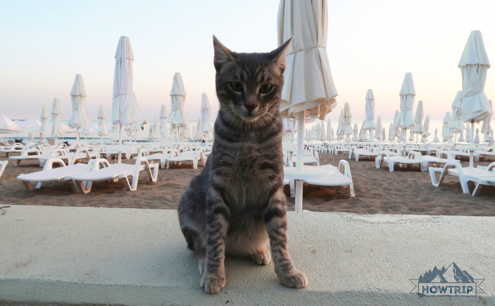 Кот в Турции