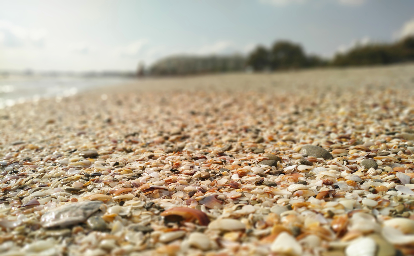 Ракушечный пляж Махдии