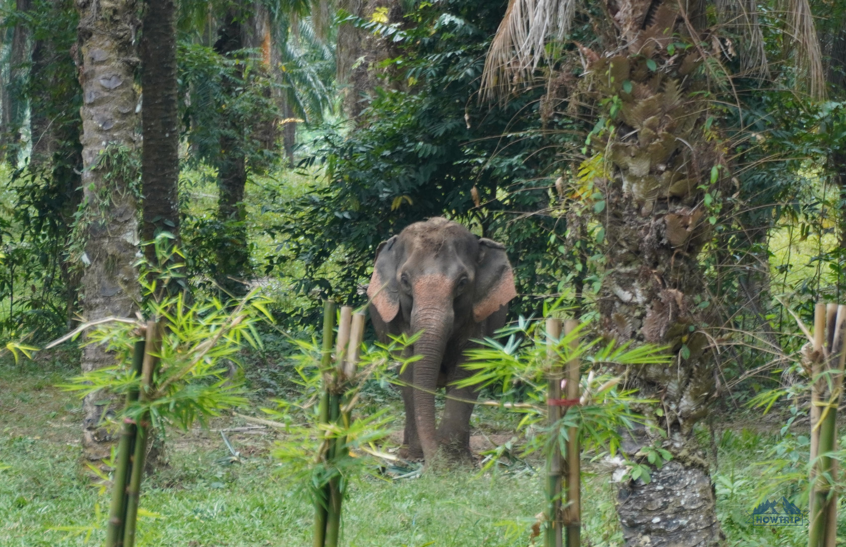 Слоновий заповедник Слоновий заповедник Таиланд